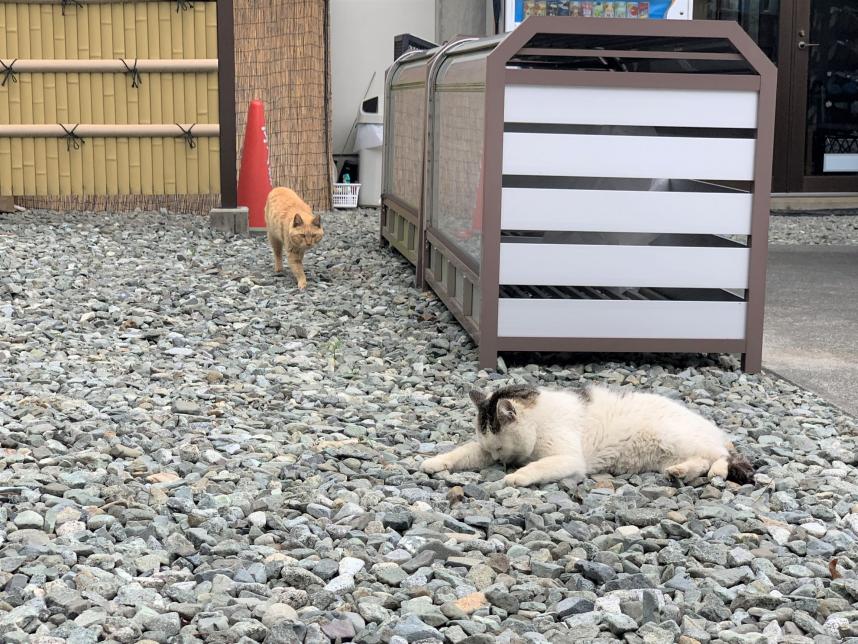 寳泉寺の猫その2