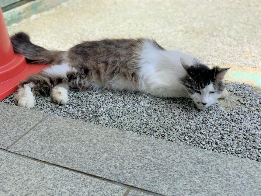 寳泉寺の猫その5