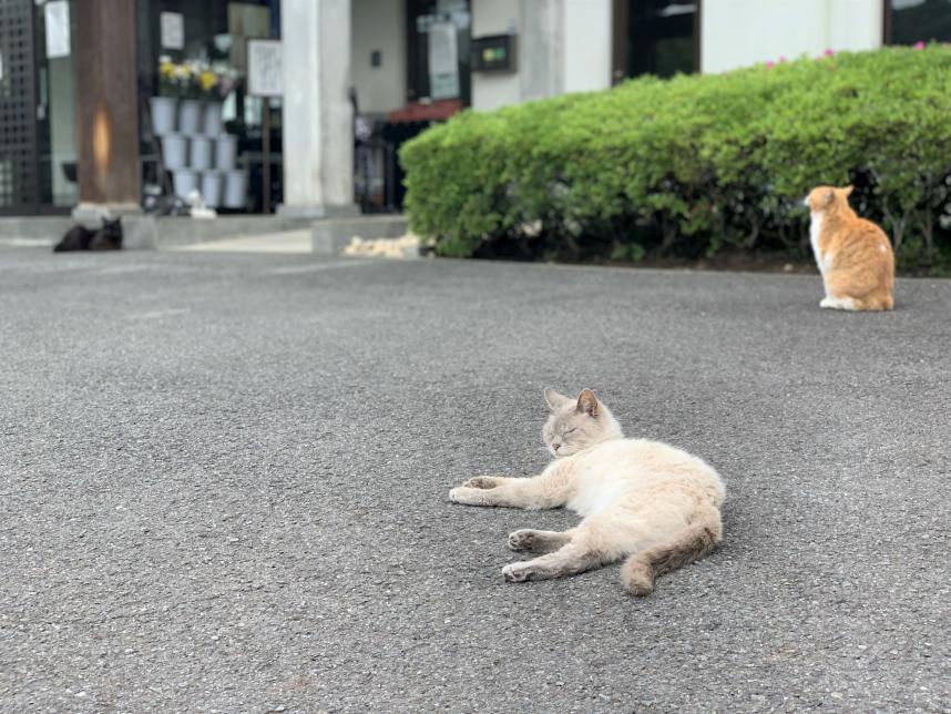 寳泉寺の猫その4