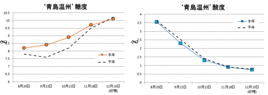 青島温州果実品質