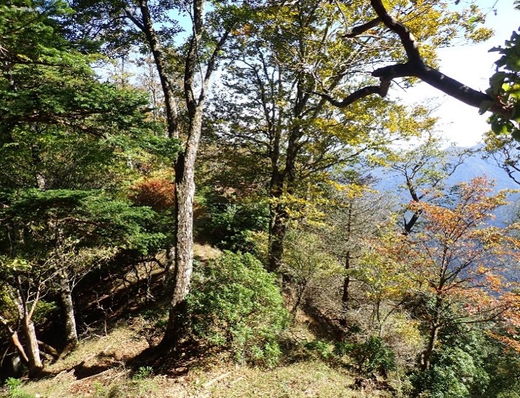 10月17日本間ノ頭周辺色づき始め