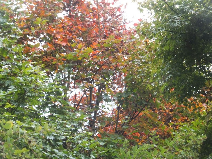 251024陣馬山明王峠周辺