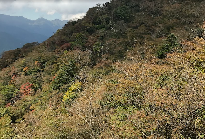 251028大山イタツミ尾根分岐