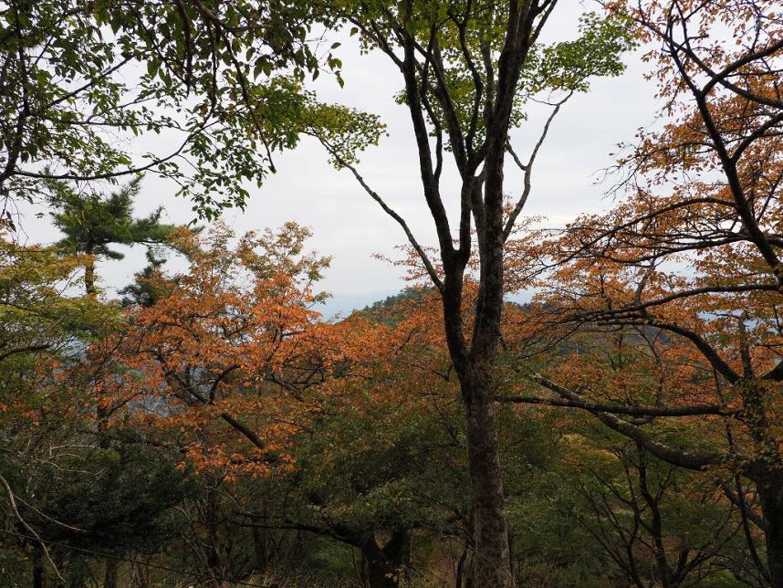 令和7年11月2日大倉尾根堀山の家周辺