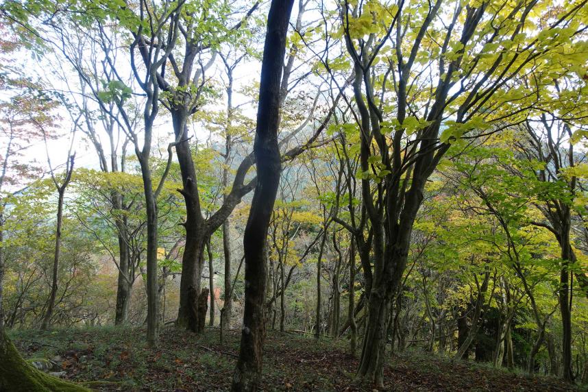 令和7年11月3日岳ノ台山頂周辺