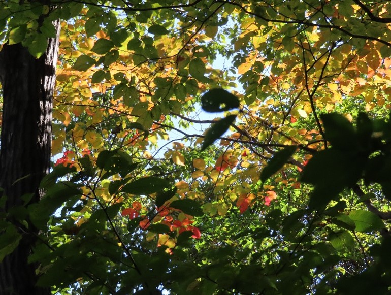 令和7年11月3日石砂山標高約500メートル