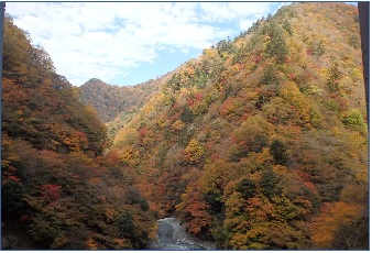 11月12日丹沢湖ユーシン渓谷見ごろ