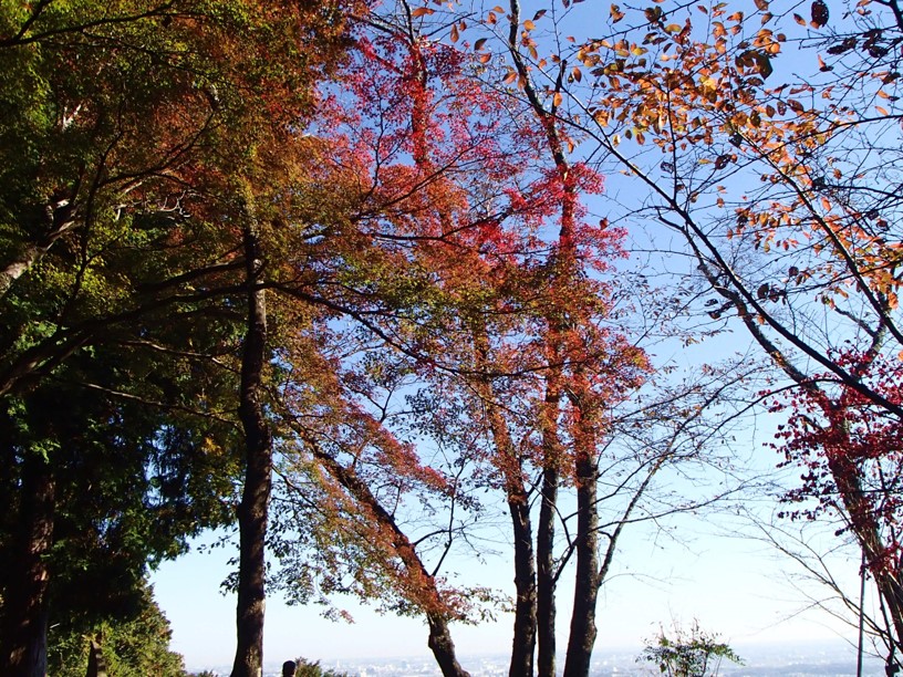 11月14日弘法山山頂見ごろ