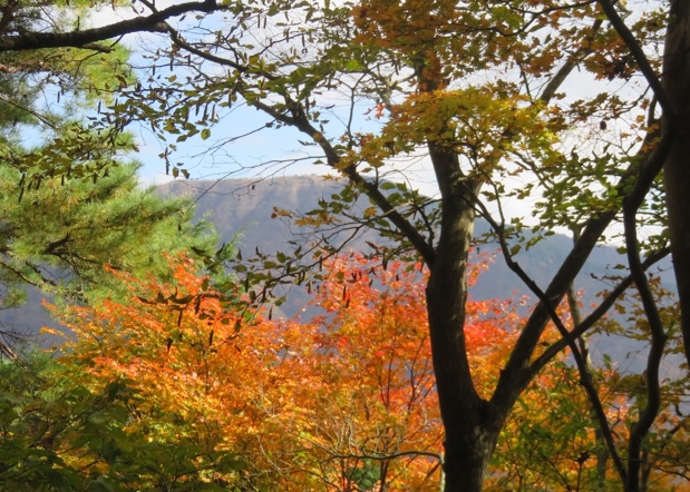 令和7年11月15日大倉尾根堀山周辺から三ノ塔方面