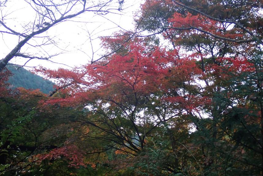 令和7年11月16日経ヶ岳半原越見ごろ