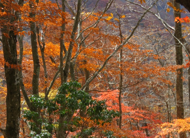 令和7年11月16日檜洞丸展望園地周辺見ごろ過ぎ