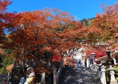 11月24日阿夫利神社下社見ごろ