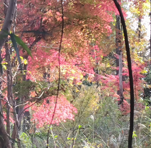 11月22日大倉尾根標高約610メートル