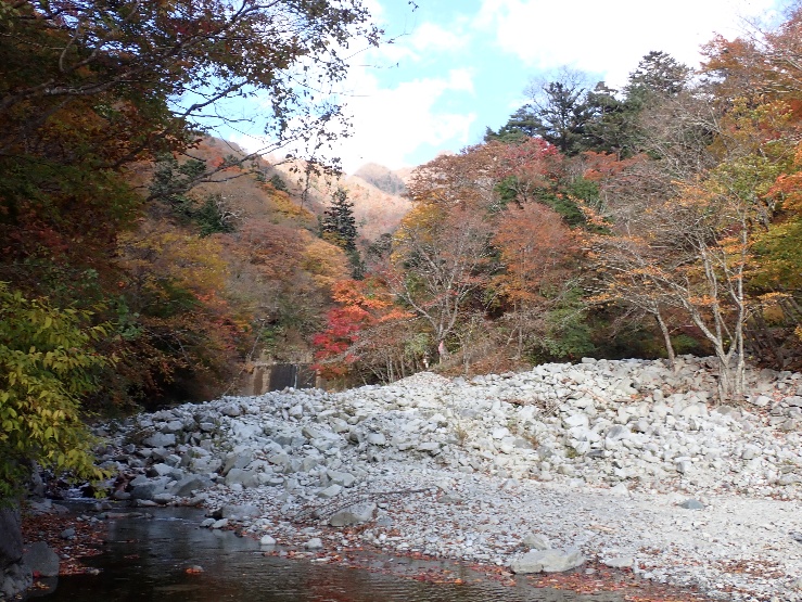 令和7年11月14日ゴーラ沢出合見ごろ過ぎ