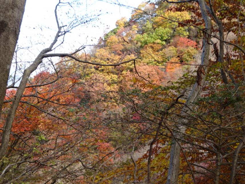 251119仏果山山頂周辺