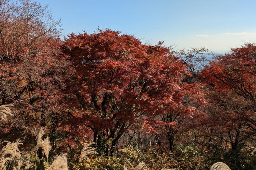 11月20日陣馬山山頂
