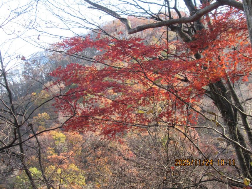 11月26日仏果山山頂周辺の紅葉