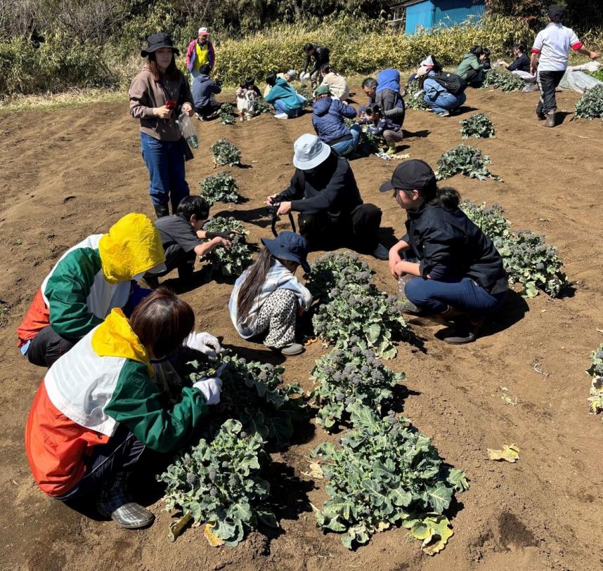 ブロッコリー収穫
