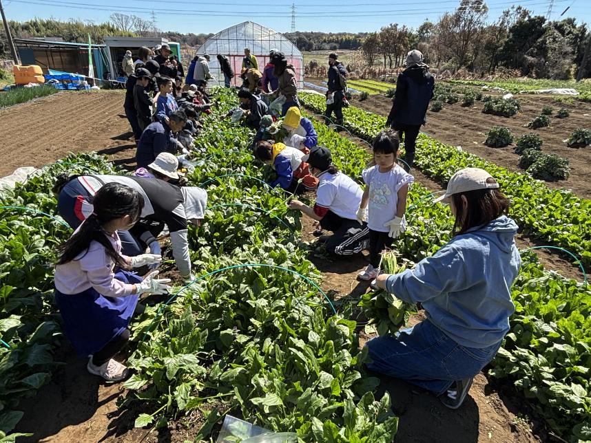 ほうれん草収穫