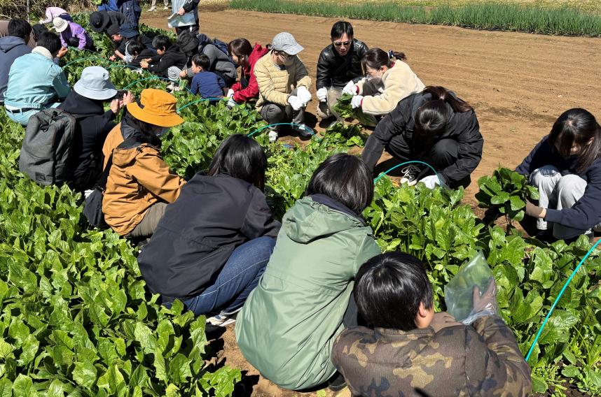 ほうれん草収穫