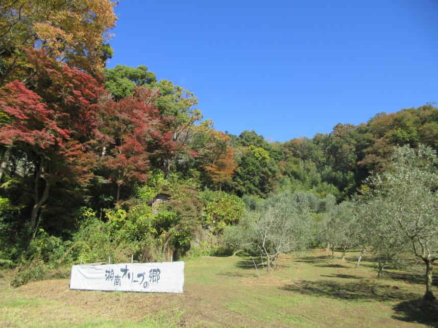 湘南オリーブの郷