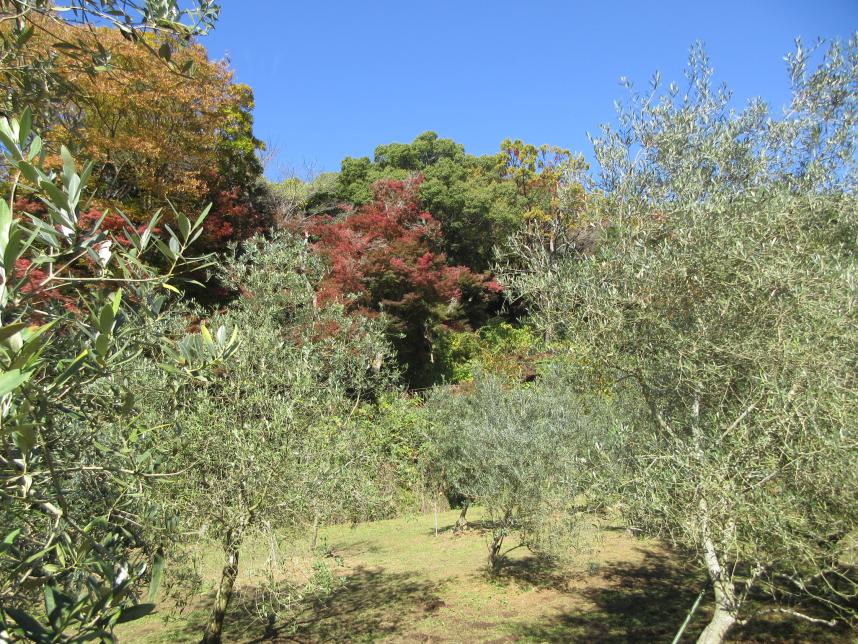 オリーブ畑