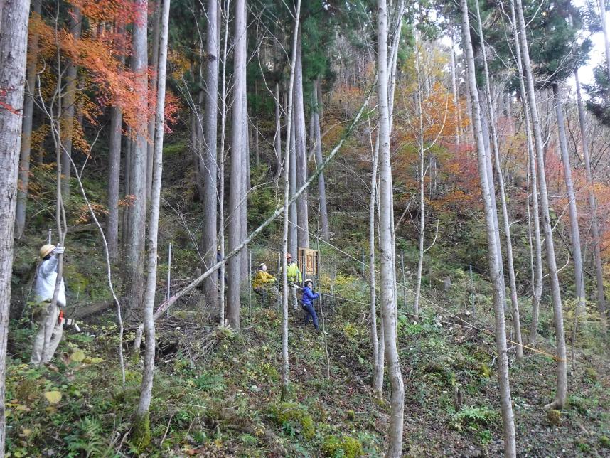 間伐②