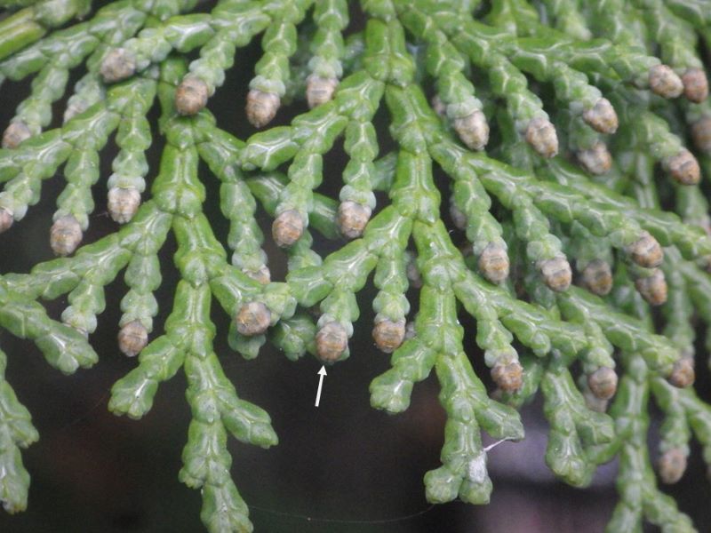 ヒノキ林の雄花の着花の写真