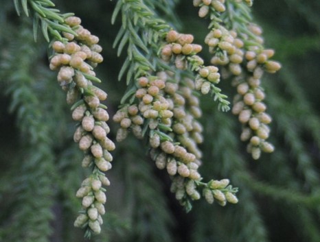 米粒大のスギ雄花が多く着いている写真