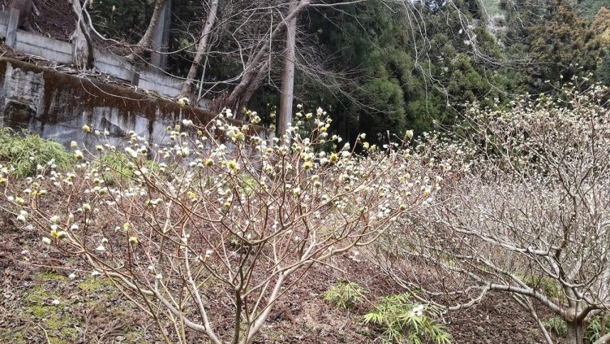 2月27日不動尻ミツマタ