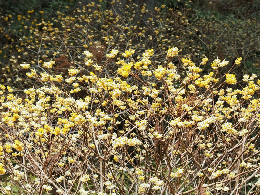 令和8年3月9日不動尻ミツマタ