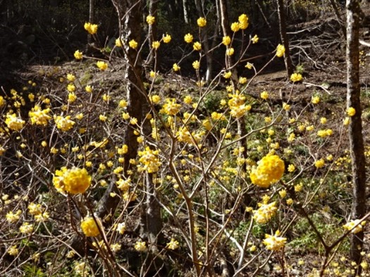 令和3月24日西沢周辺ミツマタ
