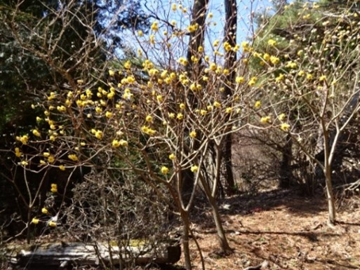 見晴台周辺のミツマタ