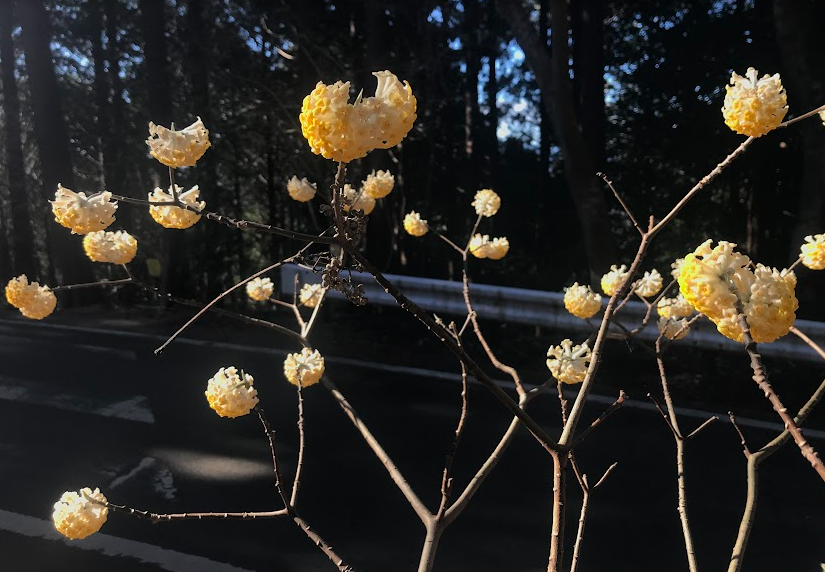 蓑毛のミツマタ