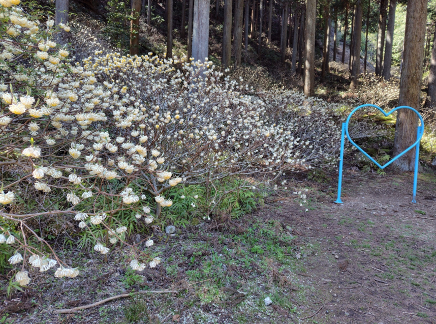 不動尻のミツマタ