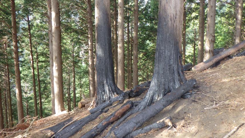 伊勢原市立木林