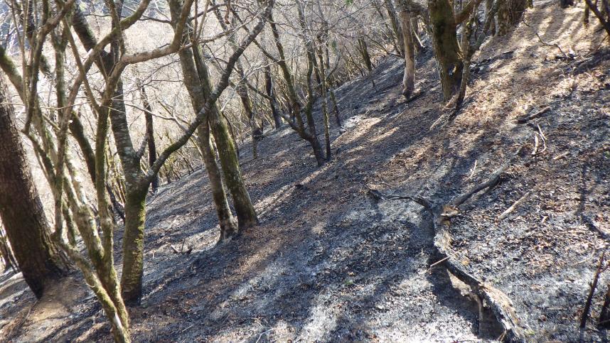 秦野市登山道付近