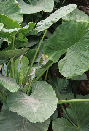 kuwazuimonohav2