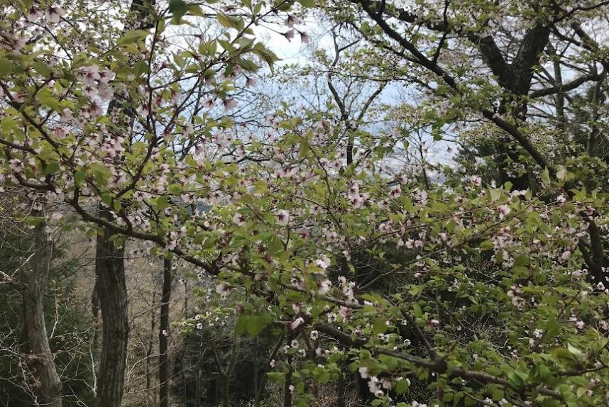 令和8年4月4日三ノ塔尾根標高600メートルマメザクラ