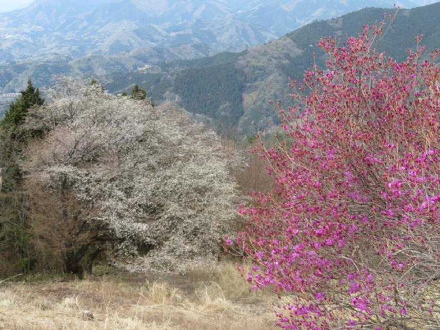 20260409陣馬山山頂サクラ類