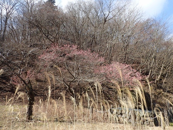 土山峠バス停周辺のサクラ類
