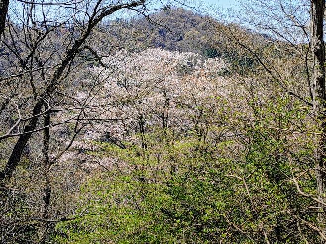 仏果山山頂周辺のサクラ