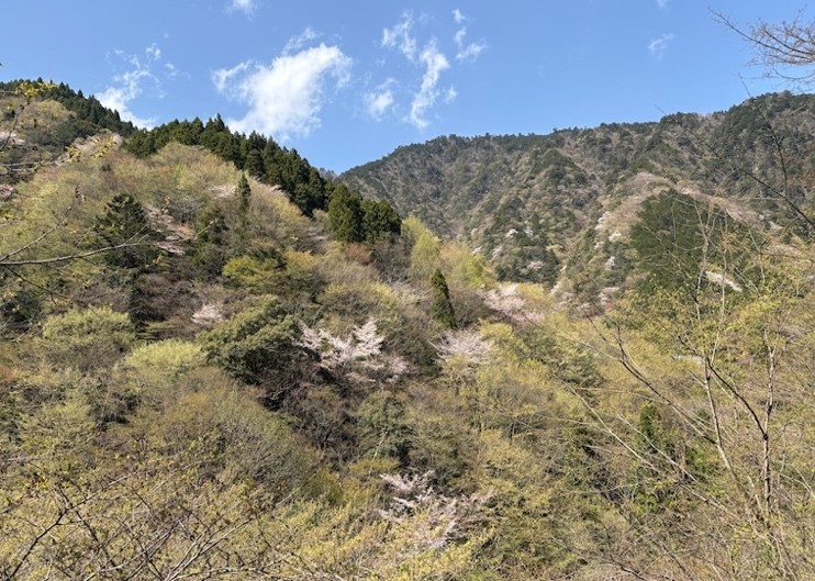 塩水林道中腹