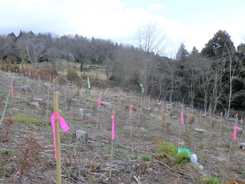 植樹の様子