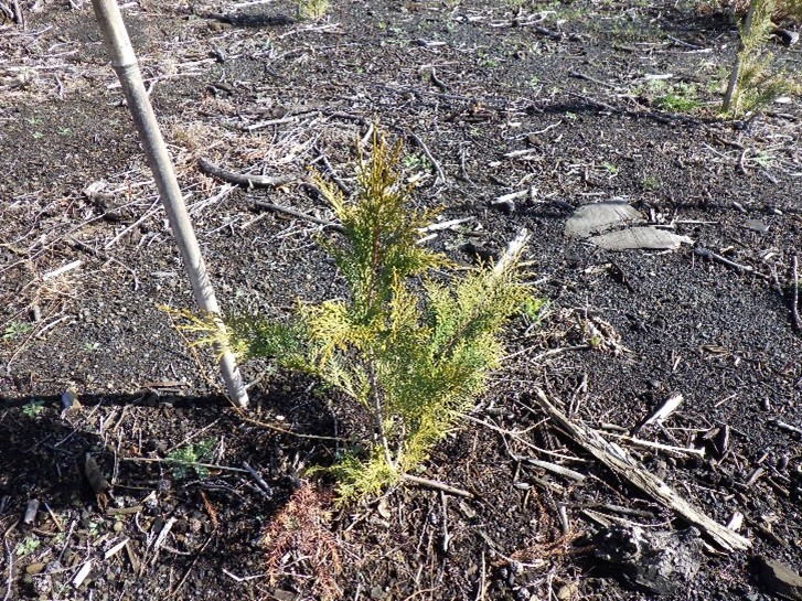 無花粉ヒノキの苗木