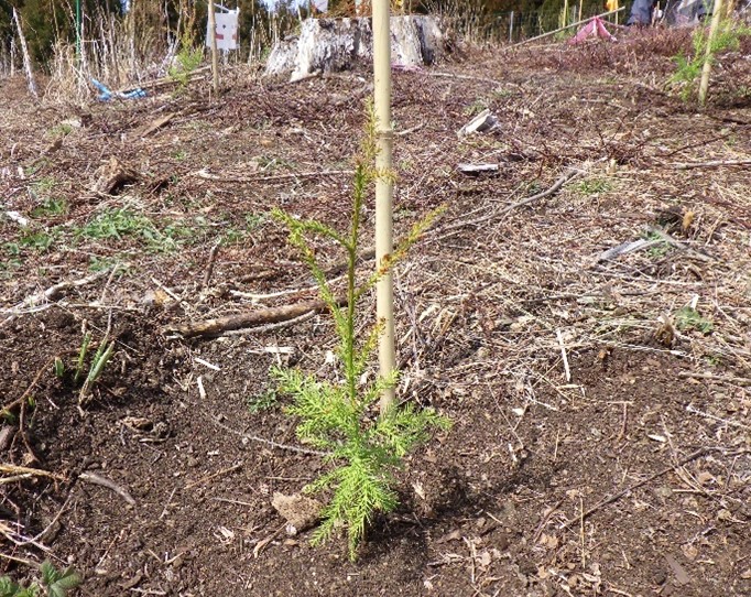 無花粉スギの苗木