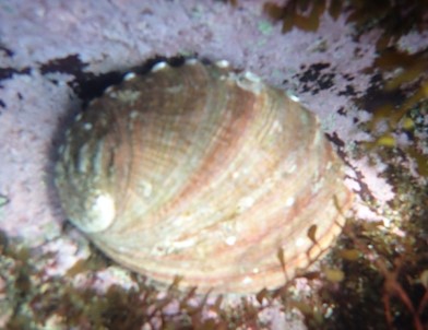 アワビ