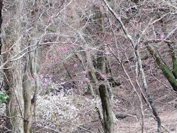 20260409大倉尾根堀山トウゴクミツバツツジ咲き始め