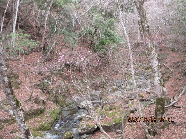 20260409一軒屋避難小屋ツツジ