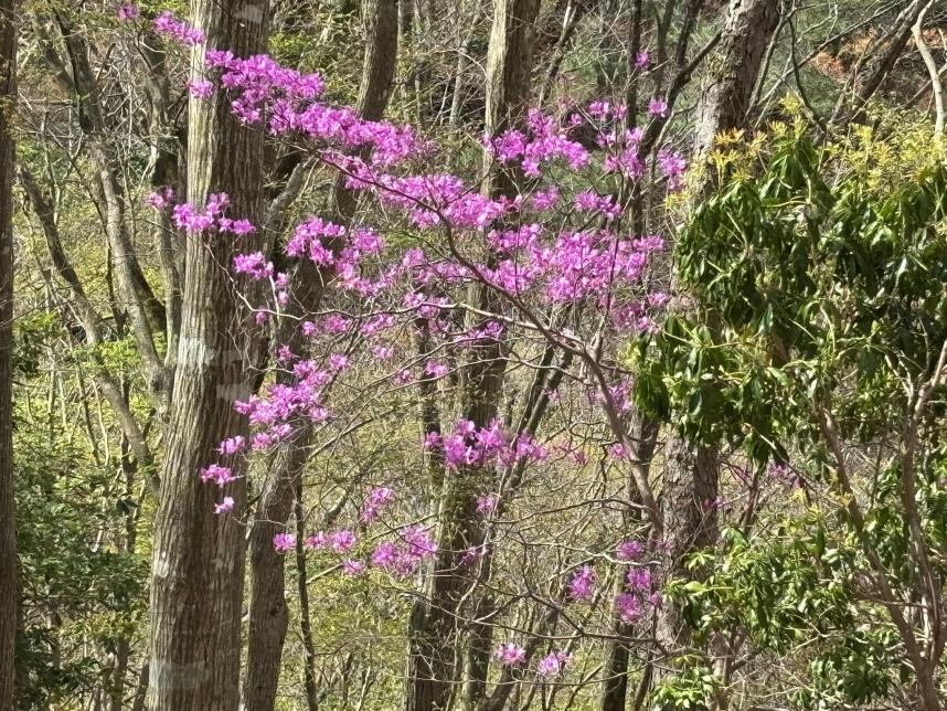 20260409石棚山稜H700mツツジ